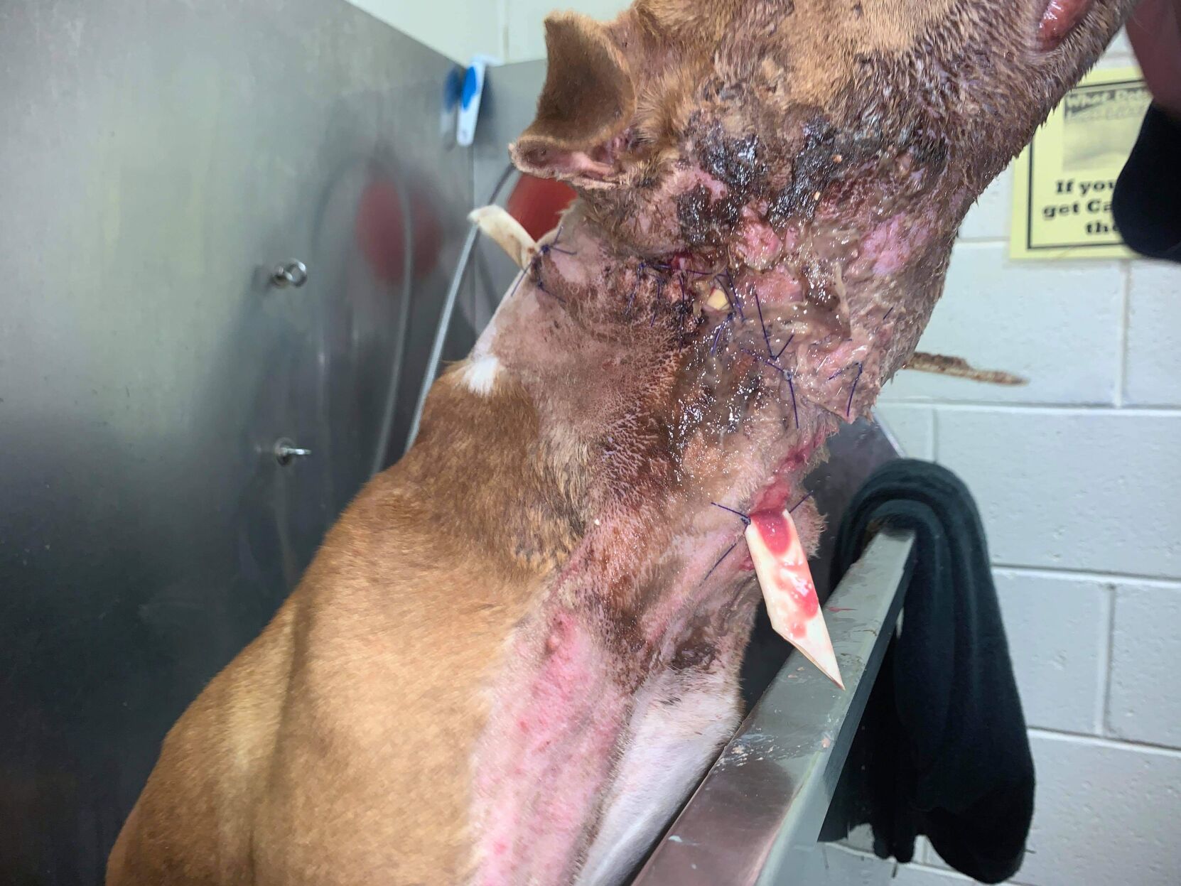 animal shelter HC 3